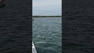 Experience the Excitement Anna Marie Island Fishing fishing [upl. by Samal]