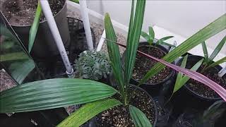 Howea forsteriana and New Yucca Cuttings [upl. by Nanice]