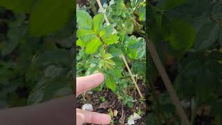 Rose vlog 11192024 Colette climbing rose in fall [upl. by Nedrob]