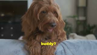 Why to get an Aussiedoodle dogssenseoftime doggyroutine doglifehacks aussidoodle [upl. by Giarla]