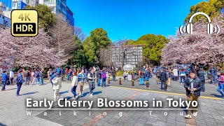 Japan  Early Cherry Blossoms in the middle of Tokyo 2024 Walking Tour 4KHDRBinaural [upl. by Miahc189]