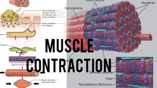 muscle contraction part1 csirnetlifesciences neet biology [upl. by Hoes]