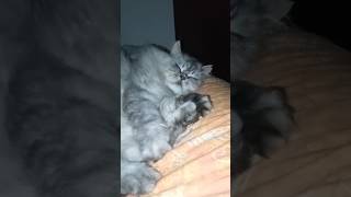 Sleeping Fluffy audio credit hedwigmood [upl. by Ataynik]