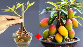 2 SUPER SPECIAL TECHNIQUES to propagate mangoes from CocaCola to grow quickly and bear fruit [upl. by Leno729]