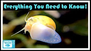 Mystery Snail Care and Breeding Your Friendly Neighborhood Algae Eater [upl. by Lraed75]