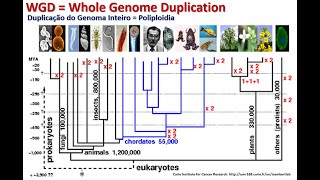 Evolução de Genes e Genomas [upl. by Rattan]