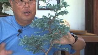 Maintaining a Boulevard Cypress Bonsai [upl. by Olivie]