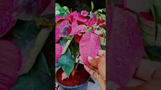 5 November 2024Beauty of leaves 🍃 in poinsettia plants 🪴 [upl. by Eiclehc]