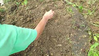 How To Plant Liatris Corms How To Plant Blazing Star Corms [upl. by Ael732]