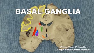 Basal ganglia Striatumpallidum subthalamic nucleus substantia nigraneuroanatomy basal ganglia [upl. by Tiossem]