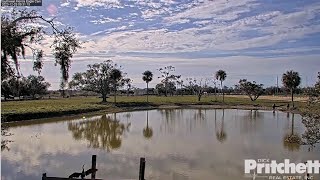 SWFL Eagles  THE POND CAM IS LIVE 🎁 🎉 M15 Brings A Palm Frond amp Puts Grass On F23s Back 122323 [upl. by Gnanmas943]