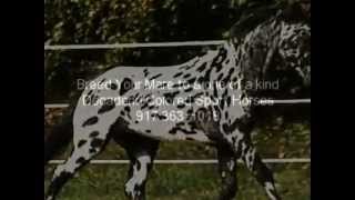 Legendary Design Leopard Friesian X Appaloosa Breeding Stallion For Sale [upl. by Orabla]