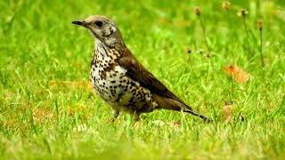 Mistle Thrush Singing by the SeaTurdus Viscivorus [upl. by Domela51]