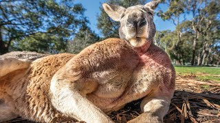 Buff Kangaroo Gets Girls by Flexing Muscles [upl. by Saretta]