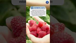 Raspberry Facts shorts facts raspberrypi [upl. by Olia]