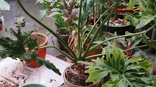 Philodendron repotting [upl. by Delphina]