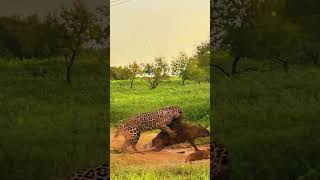 Leopard’s Sophisticated Hunting Tacticsquot  Feral Wildlife Zone [upl. by Orazal508]