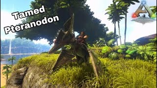 How to tame a pteranodon in Ark Survival Evolved [upl. by Rehpotsihrc571]