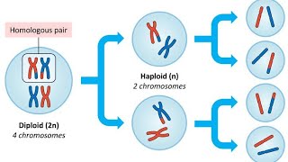 lecture 3 Meiosis Prophase 1 [upl. by Rosana]