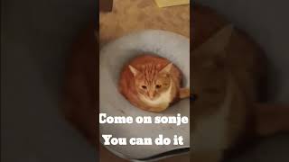 Jeffrey bezos song but its sonje 😺 shorts cat wholesomecats cuteanimals fyp [upl. by Bacon375]