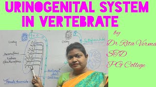 Urinogenital system in Vertebrate a Comperative account for BSc MSc NEET UPSC easier explanation [upl. by Ventre]