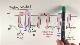 A2 Biology  Resting potential and action potential OCR A Chapter 134 [upl. by Liatris389]