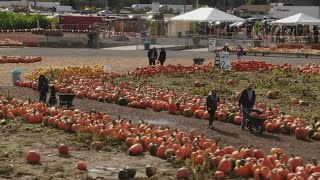 Carpinito Farms in Kent named one of the best pumpkin patches in the country [upl. by Hploda10]