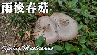 野蘑菇 Agaricus campestris花冠球蓋菇 Stropharia coronilla 平田頭菇 Agrocybe pediades 禿馬勃屬 Calvatia sp [upl. by Suissac867]