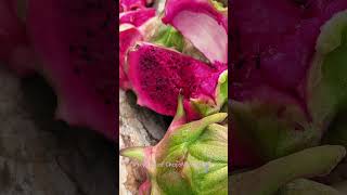 Keindahan Alam Gunung Sinabung dan Kebun Buah Naga mountains dragonfruit nature vlog [upl. by Onileva475]