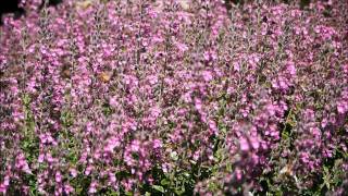 Bees on Teucrium [upl. by Aznaed]