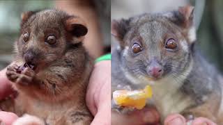 RINGTAIL POSSUM BEFORE AND AFTER [upl. by Hicks]