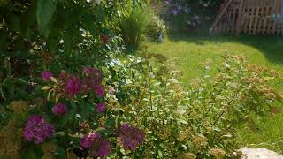 Geräusche Wiese Meadow Vögel Insekten Grillen noise Audio Kläng freesounds  Tiergeräusche [upl. by Hsoj]