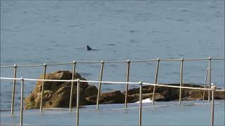 Whale Dolphins Water Spout amp Charlie Smith Surfing  By Cora Bezemer  Music King Canyon [upl. by Nohtanhoj]