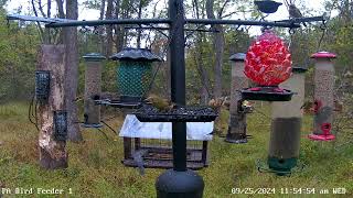 Female scarlet tanager on PA Bird Feeder 1 9252024 [upl. by Shirline499]