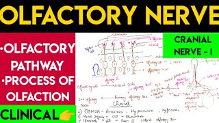 Olfactory nerve  olfactory pathway [upl. by Attiuqal]