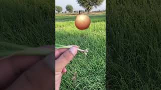 Seeds chilli tamatose onion village lifeshortvideo t [upl. by Aehtorod]