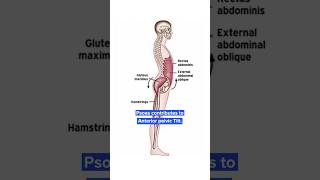 Stabilize your Lumbar Spine [upl. by Akienahs]