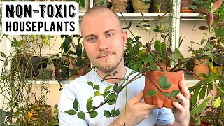 NonToxic Houseplants For Pet Owners [upl. by Lyj]