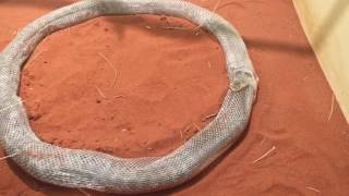 Snake shedding skin rare [upl. by Blackwell981]