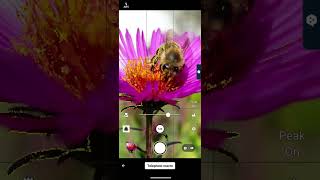 Unlock Hidden Worlds Micro Photography with Your Phone shortsfeed [upl. by Ayekel]