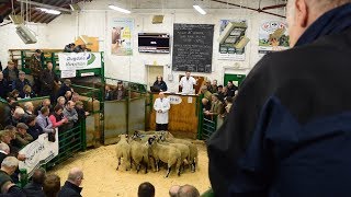 kirkby Stephen swaledale draft ewe sale 2017 [upl. by Cristal]