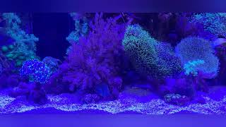 Aquaone Reefsys 180 7724 [upl. by Story]