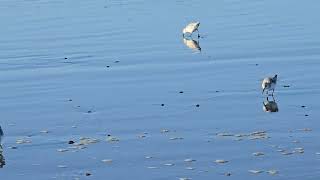 more sandpipers 1162024 [upl. by Benedicto395]