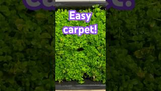 EASY carpet for your Aquarium Monte Carlo with no CO2 [upl. by Gierc]