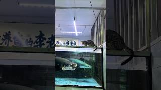 Arapaima gigas attack to the cat 🥲🤯 arapaimafish arapaima shorts [upl. by Ydnelg]