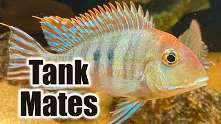 Top 10 Tank Mates for Geophagus Tapajos [upl. by Map]