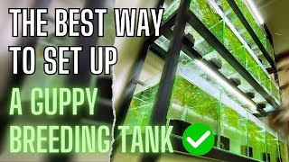 Guppy Fish Care  How To Setup A Simple Guppy Fish Tank [upl. by Sarson]