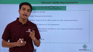 Class 11th – Floral Formula – Liliaceae Family Representation  Tutorials Point [upl. by Laverna297]