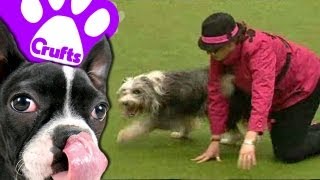 Best of Dog Dancing Crufts [upl. by Gibb364]