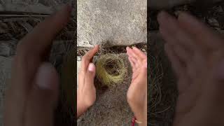 DIY bird nest from corn hair 🌽 [upl. by Eliezer]